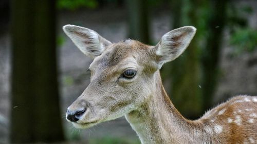 Close-up of deer in a forest