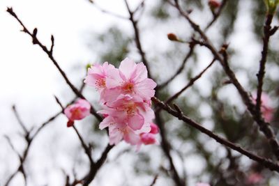 Close-up of pink flowers on branch