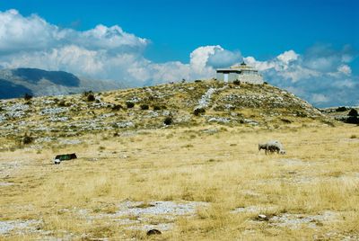 View of sheep on field against sky