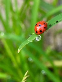 Close-up of ladybug on plant