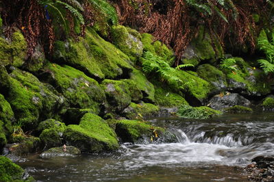 Scenic view of waterfall in forest