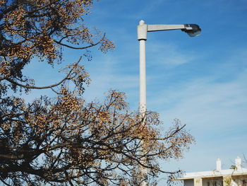 Low angle view of tree