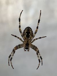 Close-up of spider