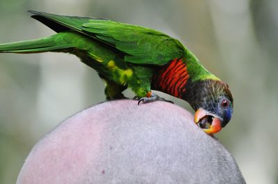 Close-up of parrot perching on human head 