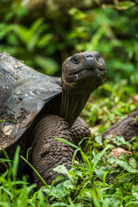 Close-up of tortoise on field