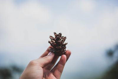 Close-up of hand holding plant against sky