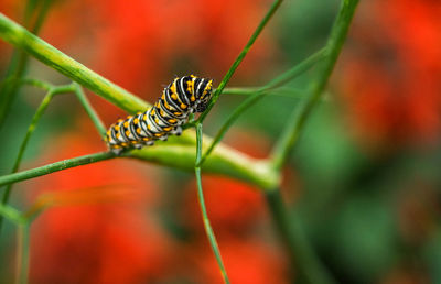 Close-up of insect on leaf