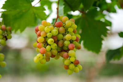 Close-up of fruits growing on tree