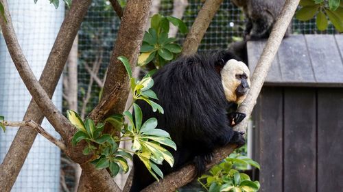 Close-up of lizard on tree