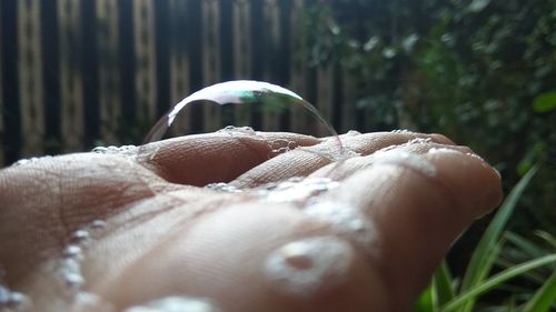 Close-up of hand holding plant