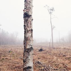 Trees in forest