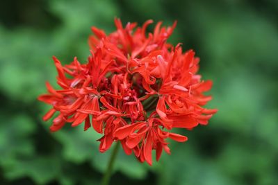 Close-up of red flowering plant