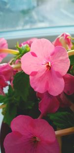 Close-up of pink flowering plant