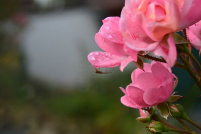 Close-up of pink rose