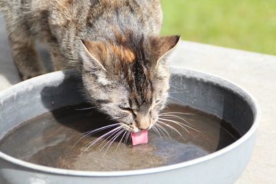 Close-up of cat drinking water from bowl