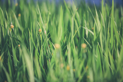 Close-up of crops growing on field