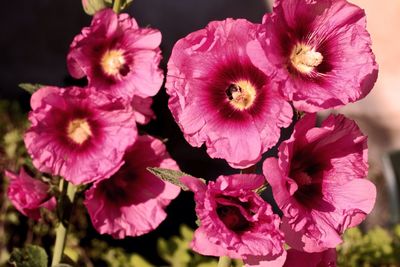 Close-up of pink flower