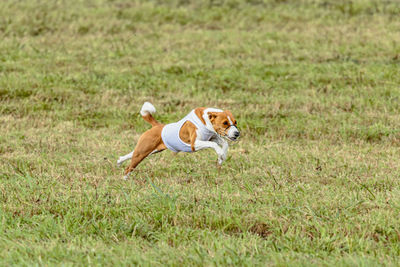 Running basenji dog in white jacket across the meadow on lure coursing competition