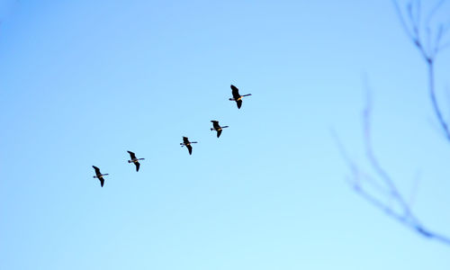 Low angle view of birds flying against clear sky