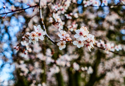 A macro shot of cherry blossoms in spring at a garden in seatac, wa.