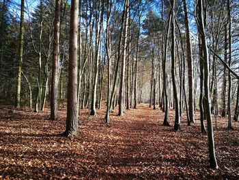 Bare trees in forest during autumn