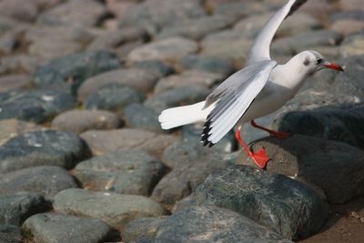 Side view of a bird flying over rocks