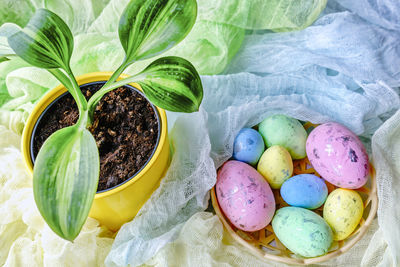 Colorful easter eggs in backet and green plant in yellow pot