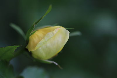 Close-up of yellow flowering plant