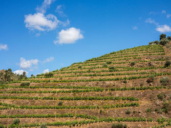 Scenic view of agricultural field against blue sky