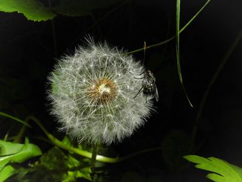 Close-up of dandelion flower