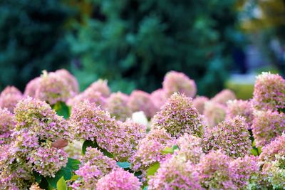 Close-up of pink flowering plants