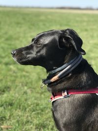 Close-up of a dog looking away