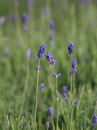 Close-up of purple flowering plant on field