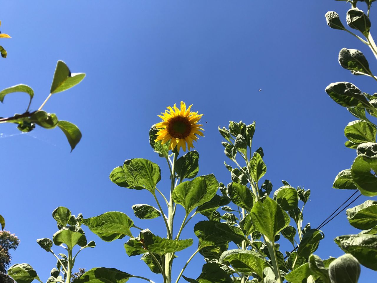 flower, growth, leaf, beauty in nature, nature, fragility, plant, freshness, green color, low angle view, clear sky, blue, day, no people, outdoors, petal, blooming, flower head, sky, tree, close-up