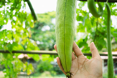 Close-up of hand holding leaves