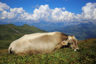 Dozing cow in swiss alps.