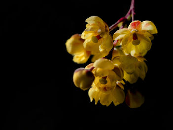 Close-up of yellow flowers blooming against black background