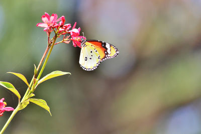 Close-up of butterfly on flower