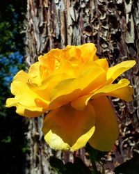 Close-up of yellow rose flower