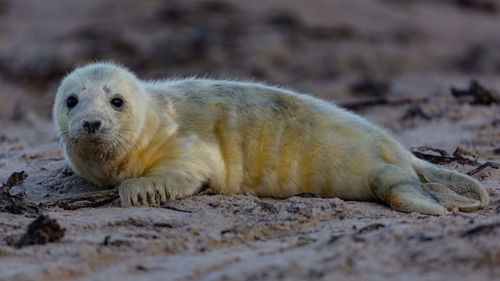 Portrait of sheep lying on sand