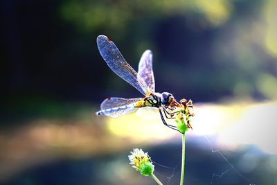 Close-up of dragonfly on plant