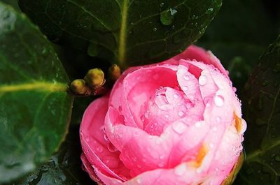 Close-up of pink rose