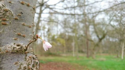 Close-up of flowers on tree