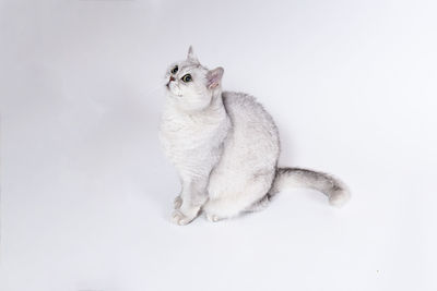 Cat lying on white background