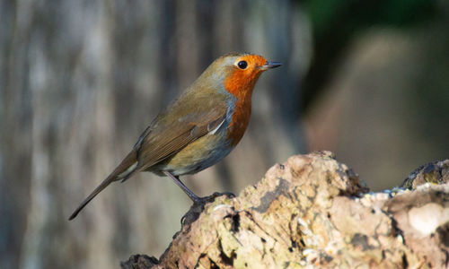 Close up of single european bird - robin redbreast