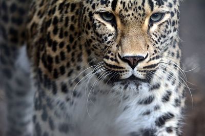 Close-up portrait of leopard