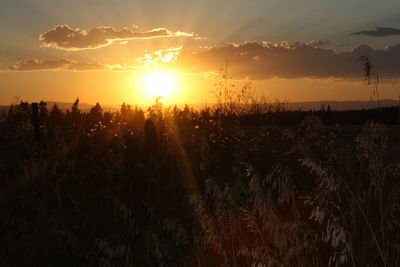 Scenic view of field against sky during sunset