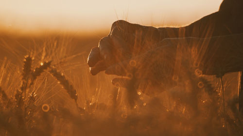 Close-up of silhouette plants