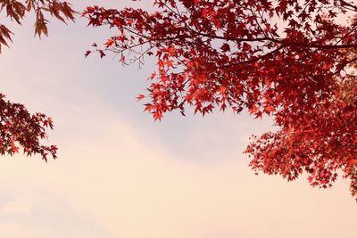 Low angle view of autumn tree against sky during sunset