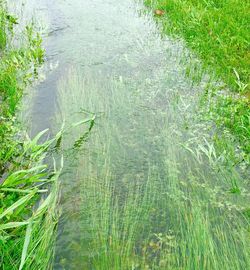 High angle view of grass growing in water